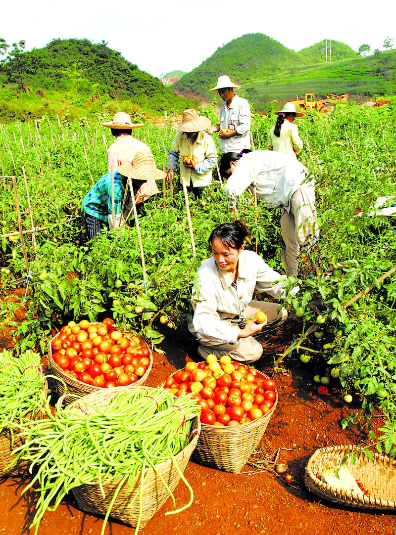 當(dāng)?shù)剞r(nóng)民在中鋁廣西分公司復(fù)墾后的土地上喜摘豐收的果實(shí)。