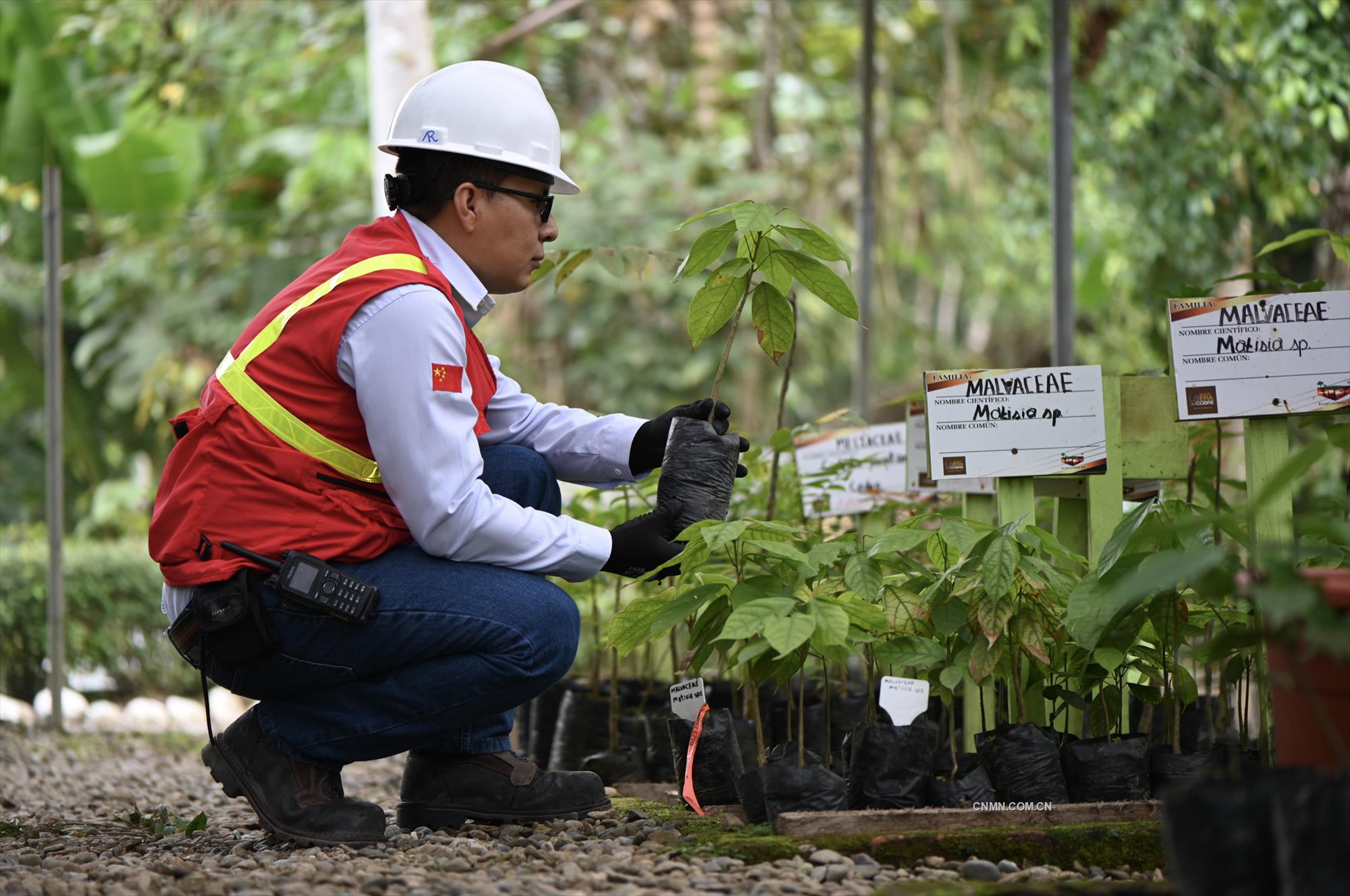 米拉多銅礦員工將稀有的植物移種到植物園。